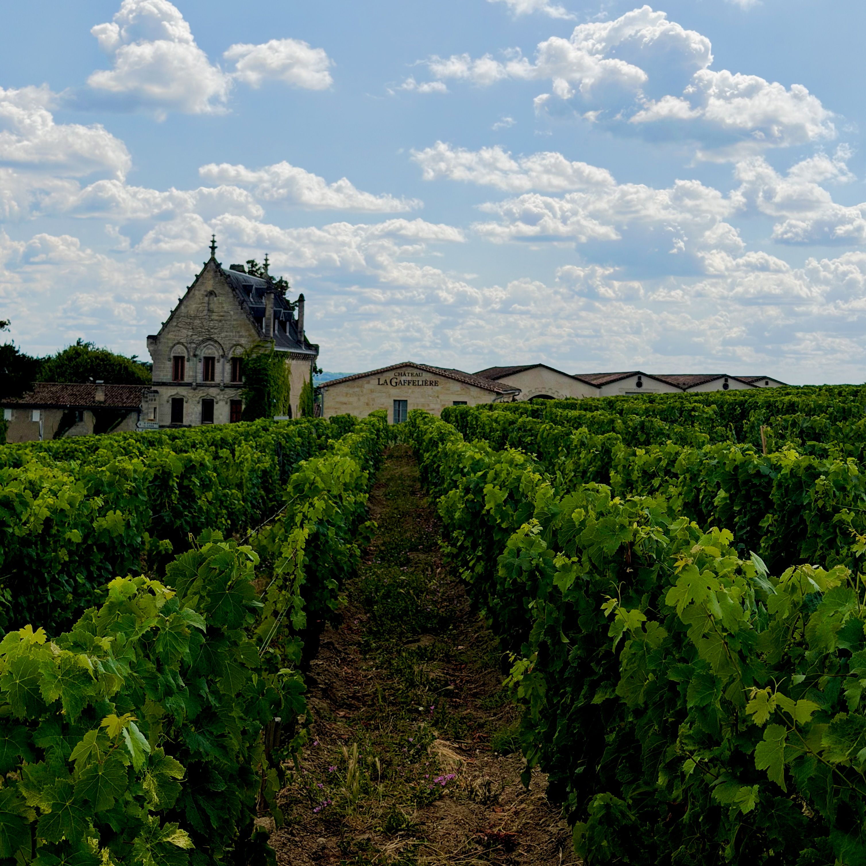 Grapes and chateaus in St. Emilion, Bordeaux