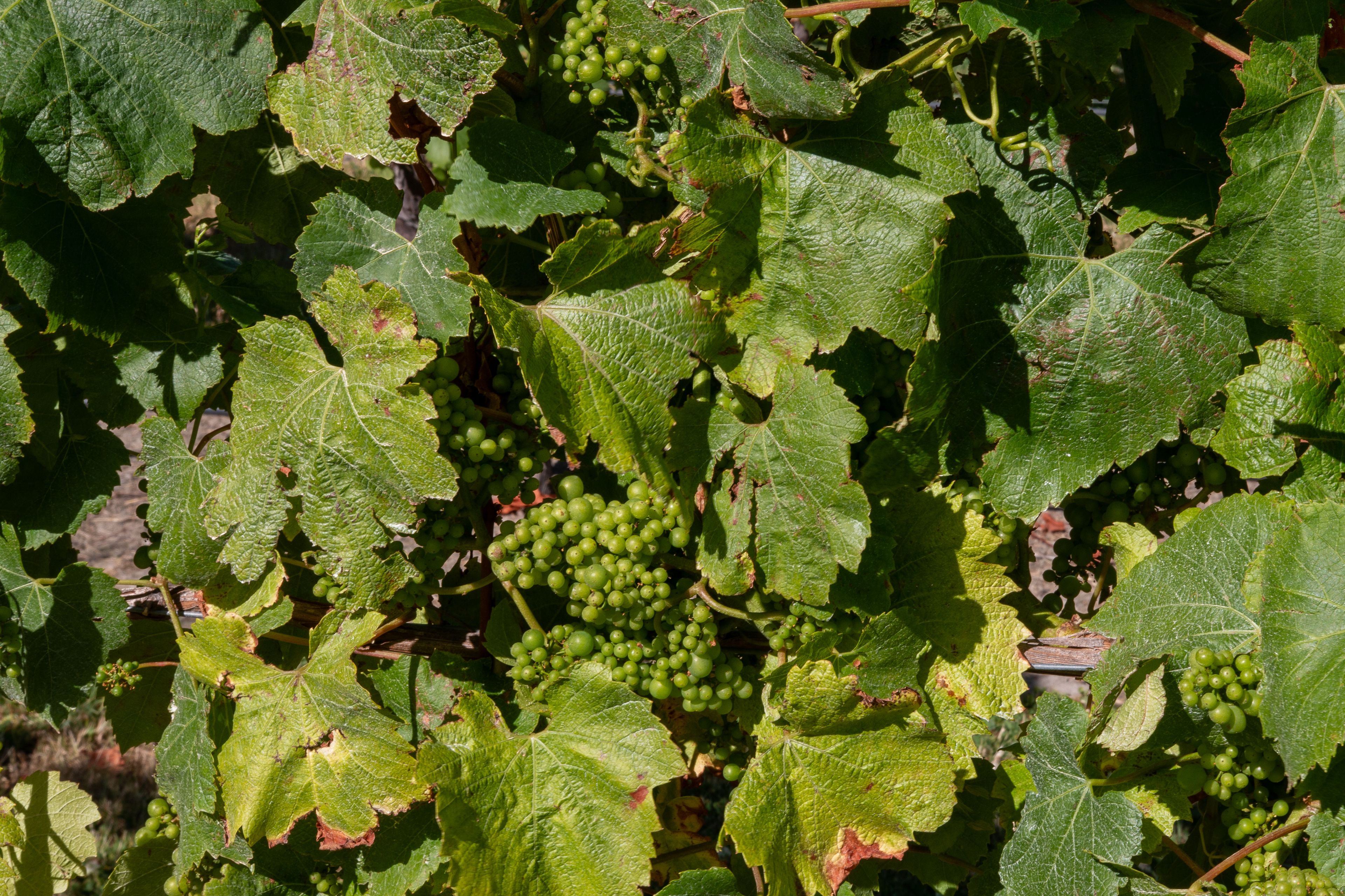 Grapes, still on their vines, at a vineyard in Marlborough, New Zealand