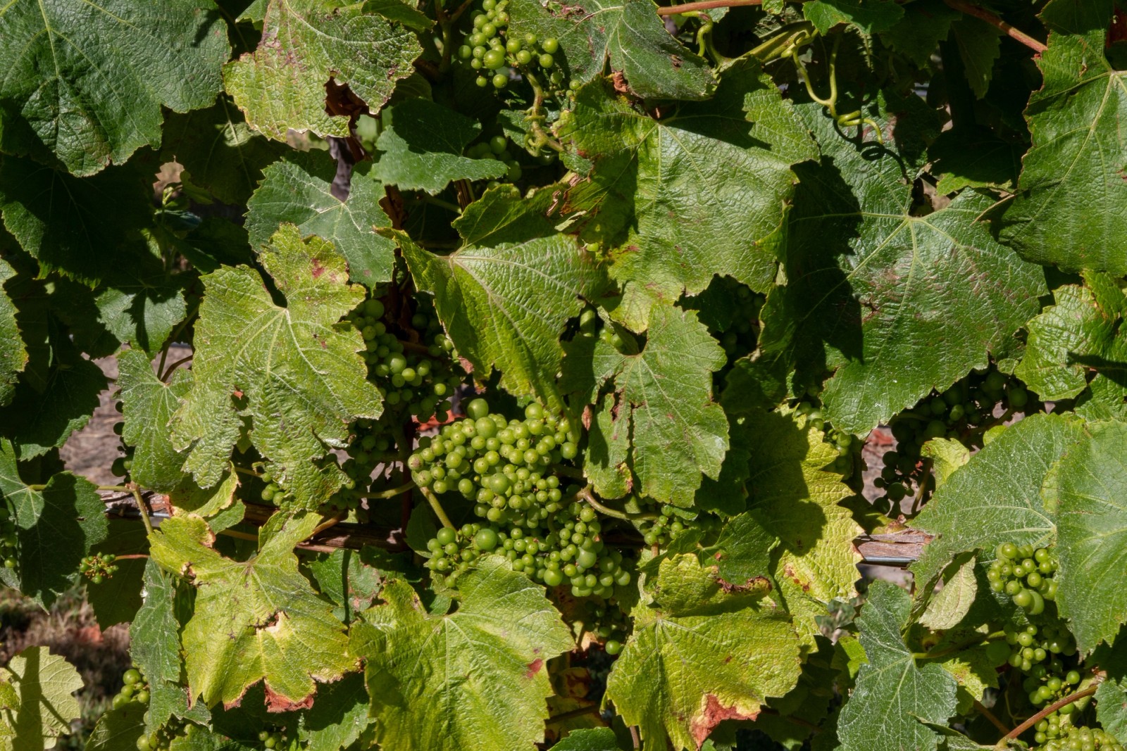 Grapes, still on their vines, at a vineyard in Marlborough, New Zealand