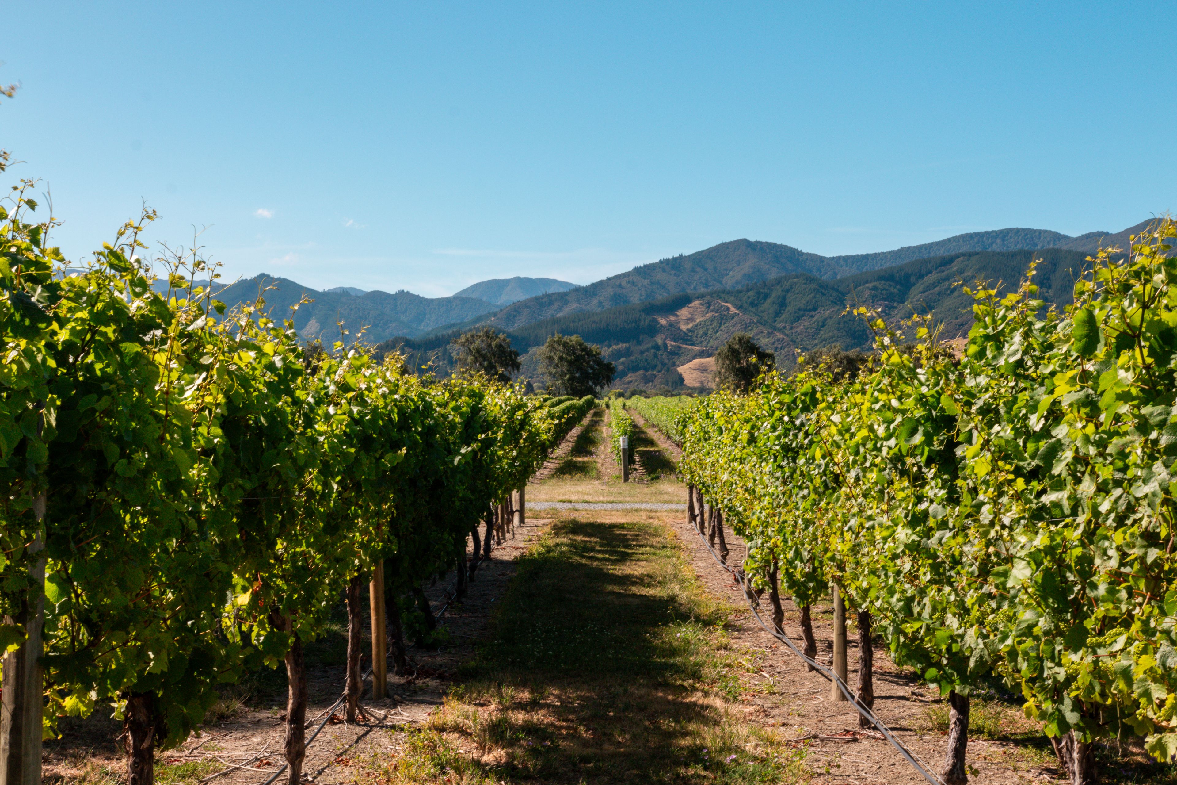 Grapevines and mountains