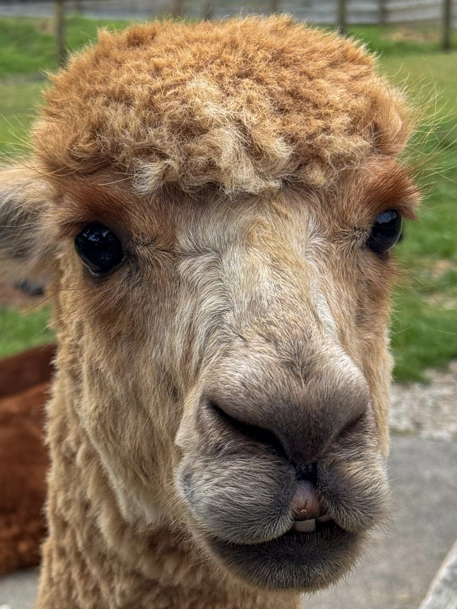 Alpacca