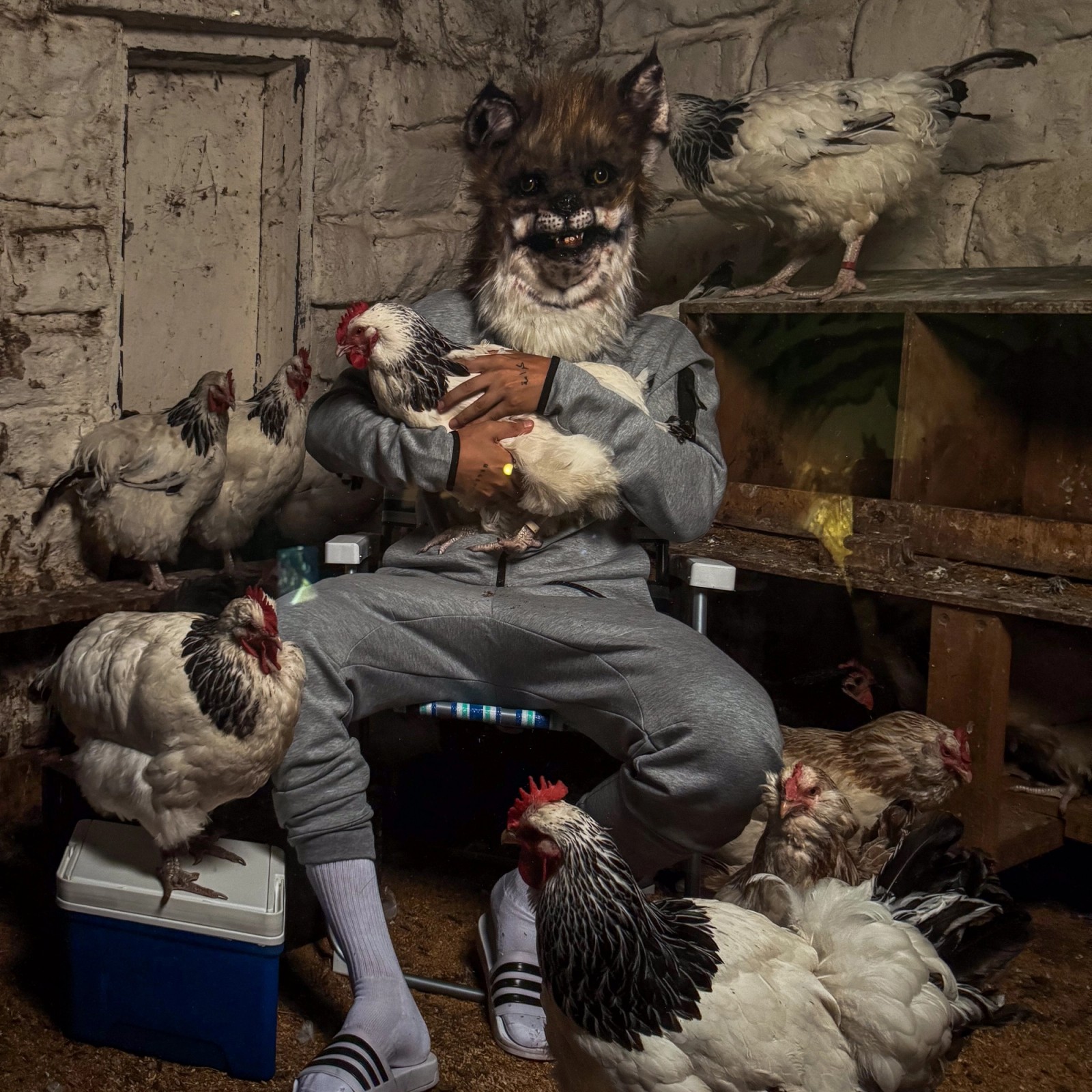 The fox in the chicken coop