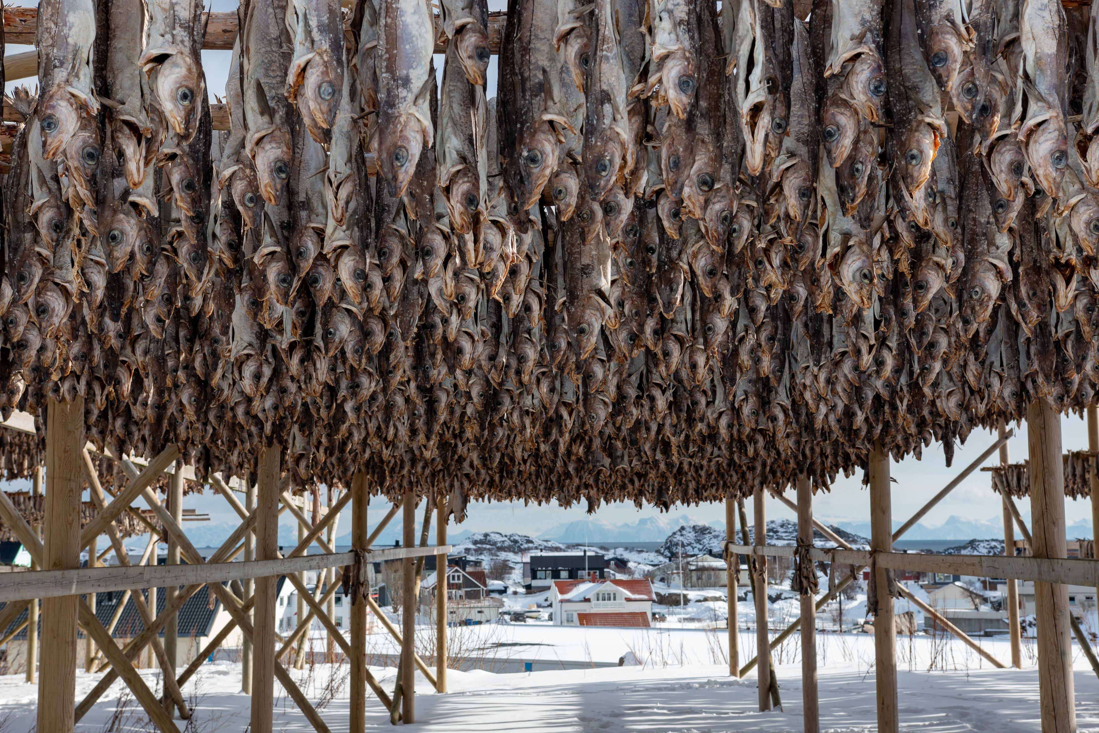 Cod hanging outside from a fish flake to dry in Lofoten