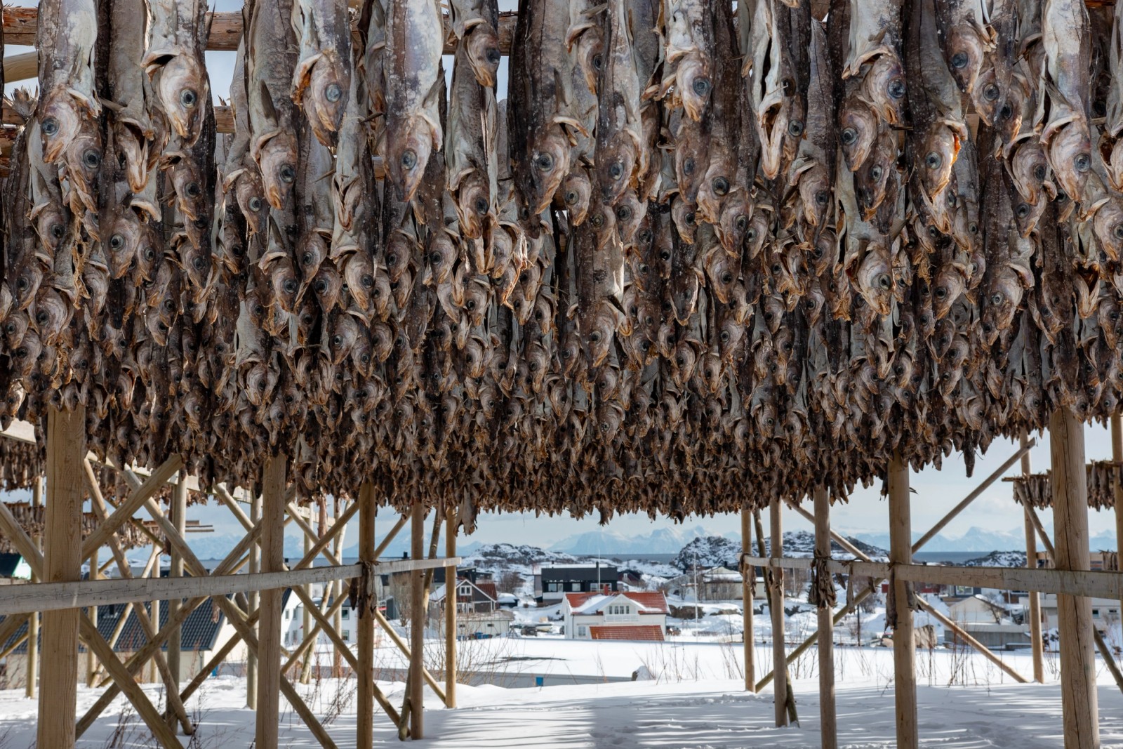 Cod hanging outside from a fish flake to dry in Lofoten