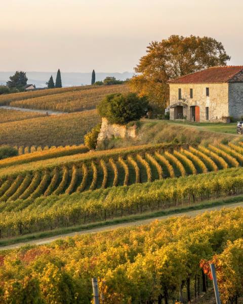 Vignobles de l'Entre-Deux-Mers à la vendange, rangées dorées sur collines, mas en pierre et tuiles en arrière-plan, lumière atlantique