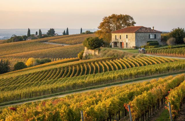Vignobles de l'Entre-Deux-Mers à la vendange, rangées dorées sur collines, mas en pierre et tuiles en arrière-plan, lumière atlantique
