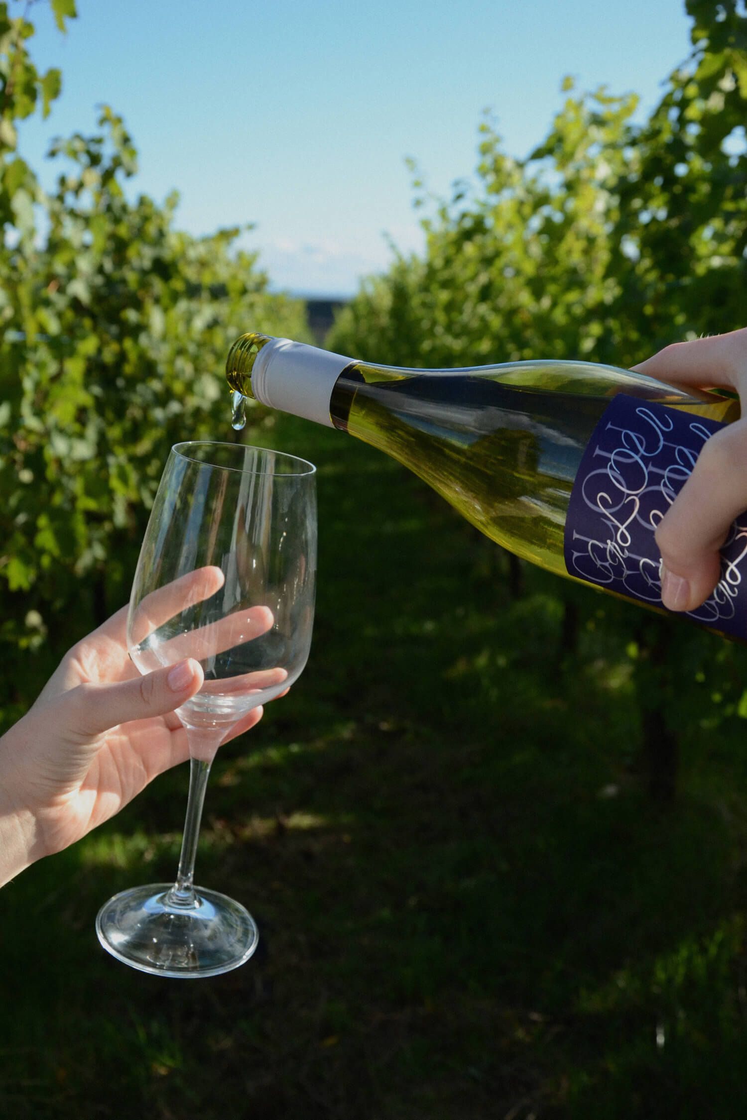 Wine being poured into a stemmed glass outdoors in a vineyard row under a blue sky.