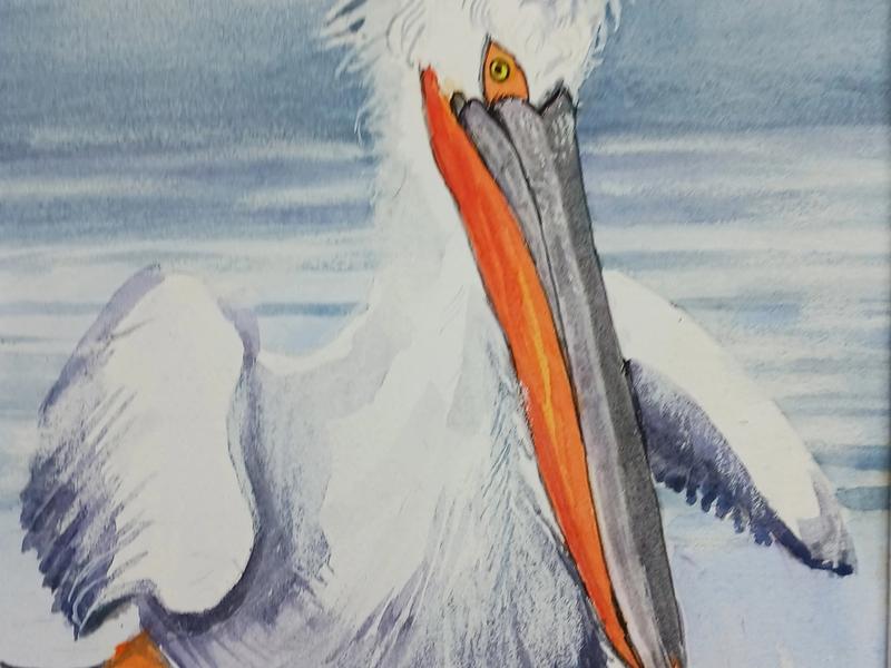 Pelican watercolor painting South Padre Texas
