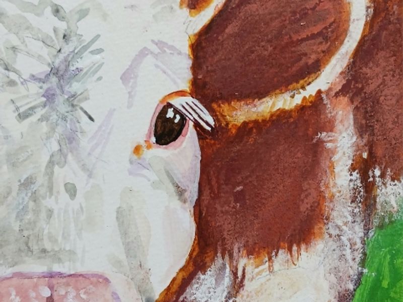 Hereford cow watercolor close up