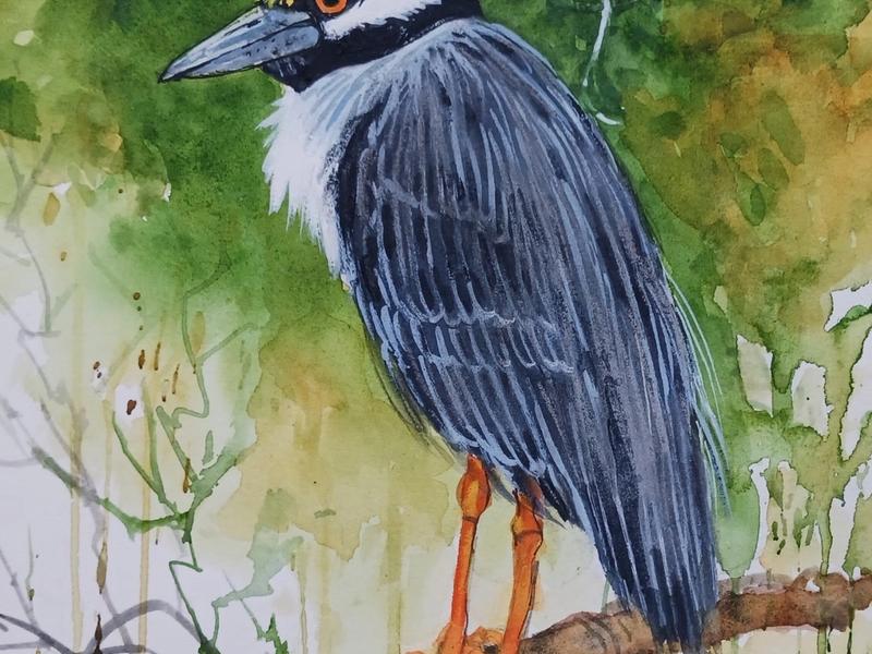 Yellow-crowned Night Heron