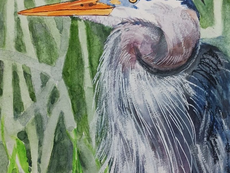 A great blue heron in the reeds of a marsh