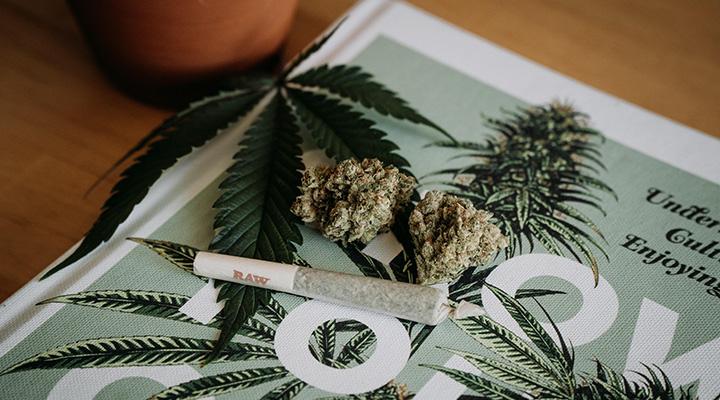 Your Guide to Cannabis and Cancer
