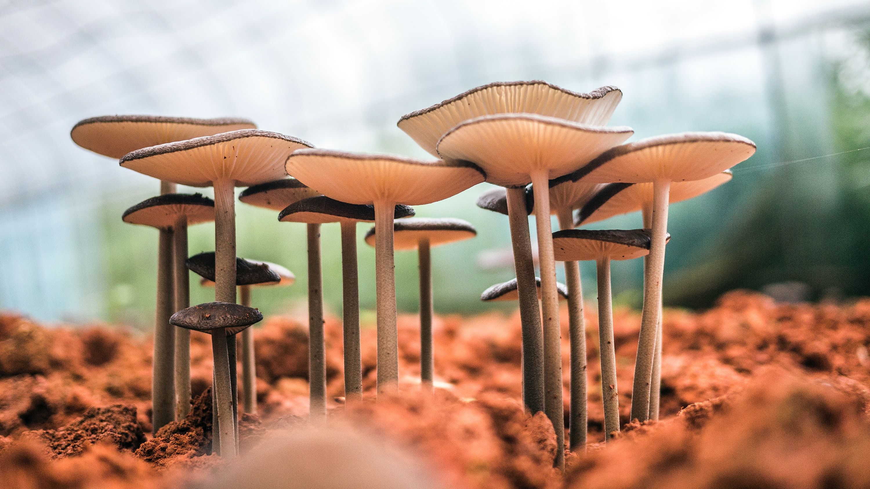 Psychedelics May Ease Depression, Anxiety in Cancer Patients