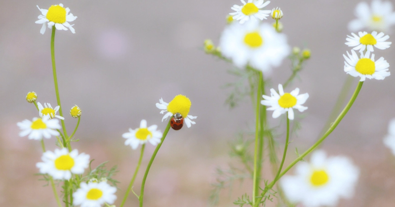 [イベントのお知らせ]薬草・ハーブに親しむつどい