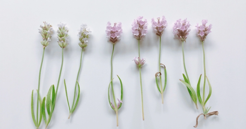 [イベントのお知らせ]第5回 薬草・ハーブに親しむつどい
