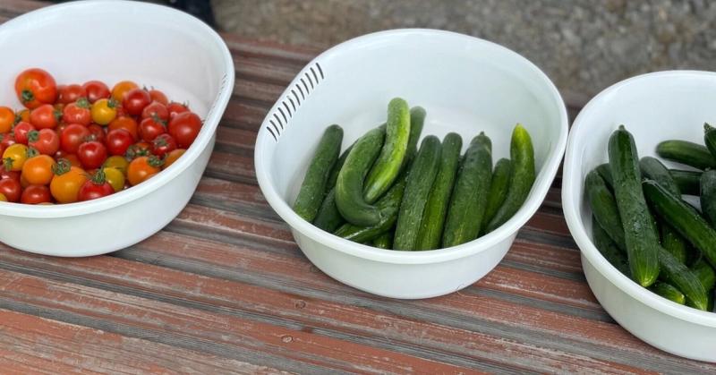 2024年7月27日　イベントの写真【薬草・ハーブと昆虫のつながり】