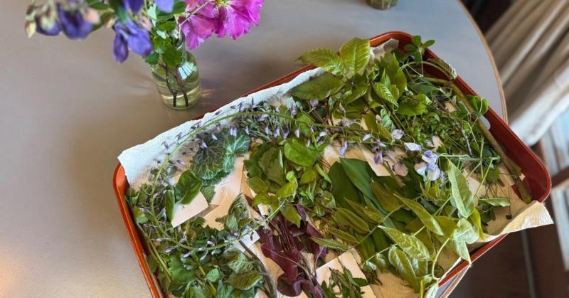 2025年5月8日 イベントの写真【おいしい山菜・野草の見分け方「天ぷらにして食べてみよう」】