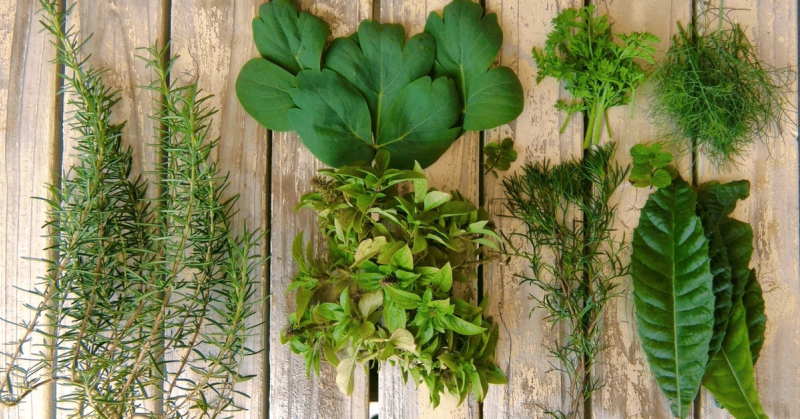 🌿薬草園🌿2025年前半のイベントのお知らせ