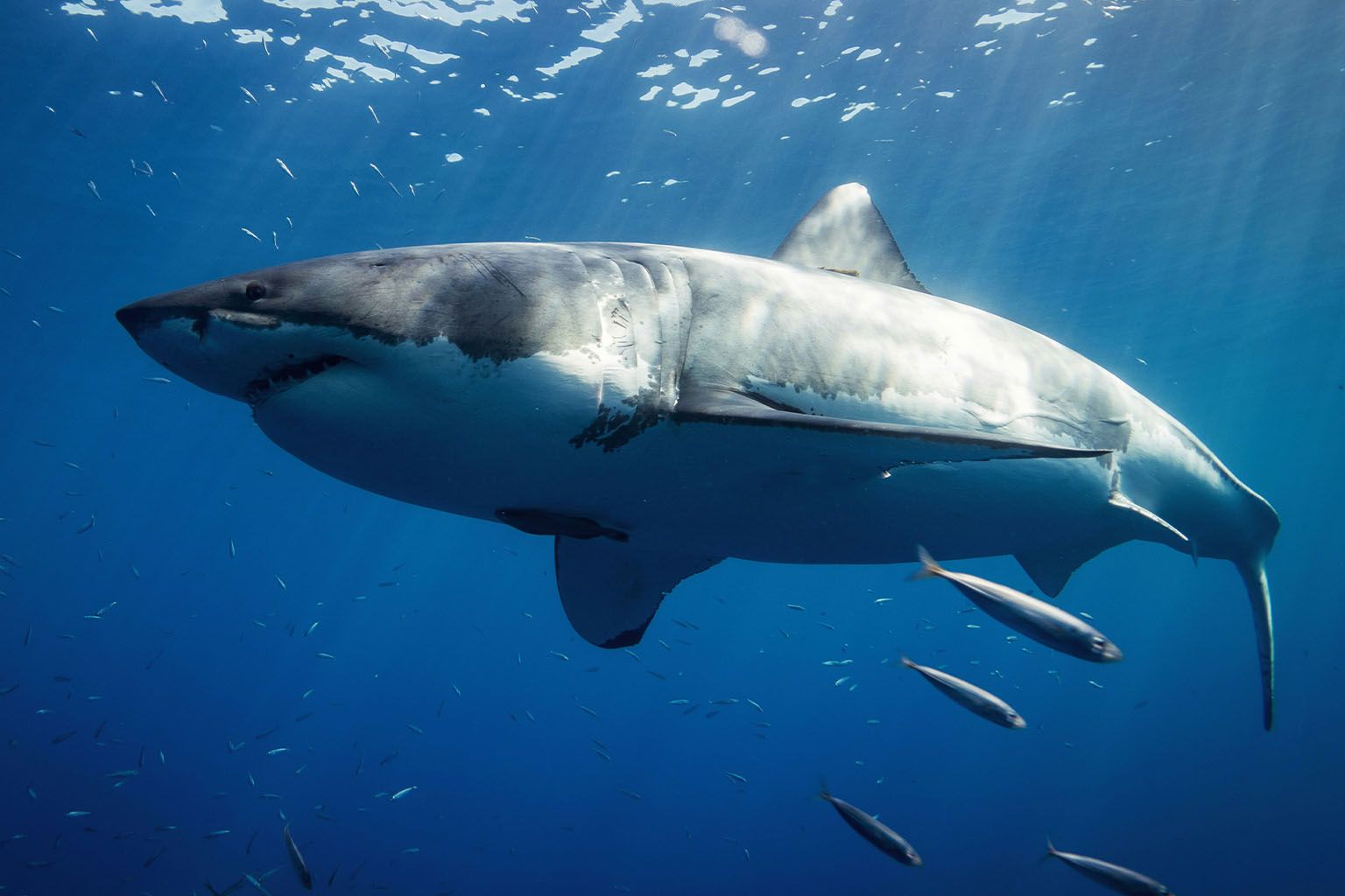 What Appearing on Shark Tank Taught Me About Workforce Management | Verbalizeit Shark Tank Update