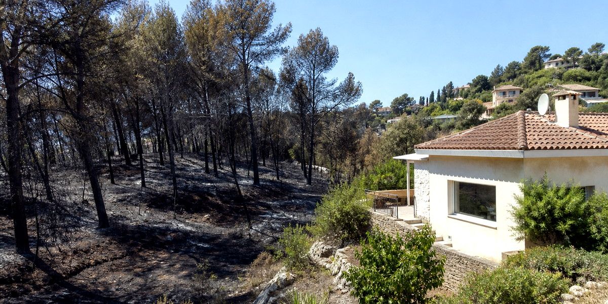 Lisière de pins brûlée à proximité d’une villa sur les hauteurs de Vallauris.