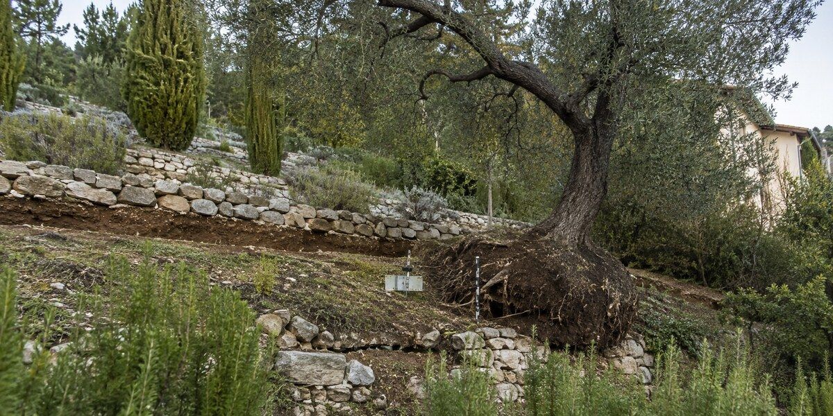 Olivier incliné et mur en pierre déformé par un déplacement lent du terrain dans un jardin de Villeneuve-Loubet