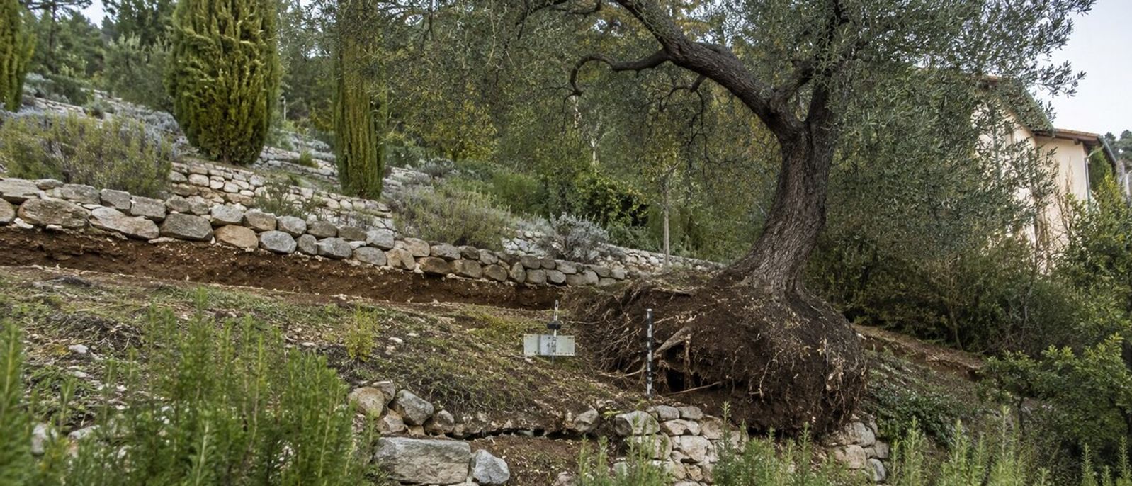 Olivier incliné et mur en pierre déformé par un déplacement lent du terrain dans un jardin de Villeneuve-Loubet