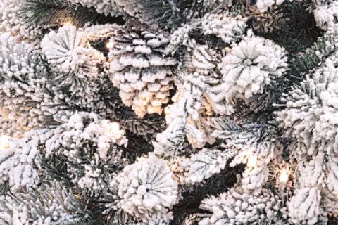 Detalle de las ramas del árbol Arves nevado