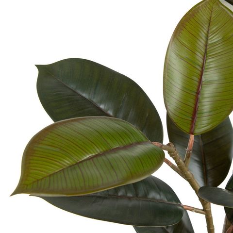 Detalle del color y la nervadura de las hojas del ficus