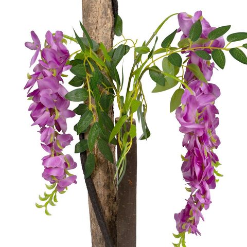 Detalle del tronco y las ramas floridas de la glicinia