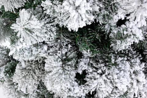 Detalle de las ramas del árbol Cermis nevado