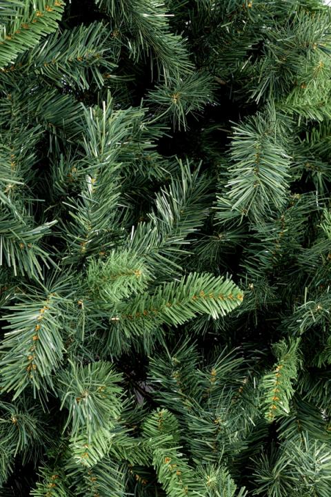 Detalle de las ramas del árbol Frissell verde