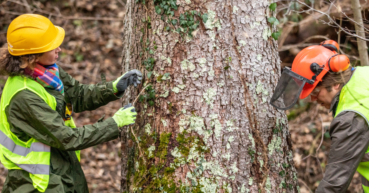 How Hansen’s Tree Service Keeps Costs in Check