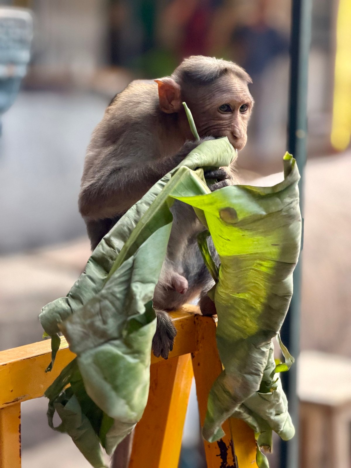 Working through the leaf