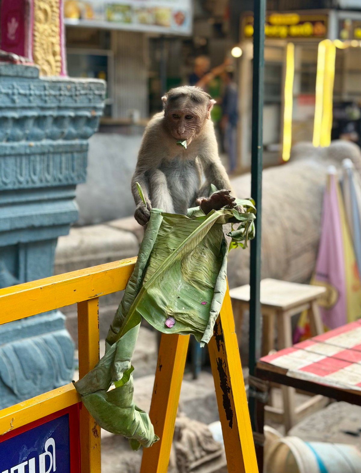 A macaque with a banana leaf