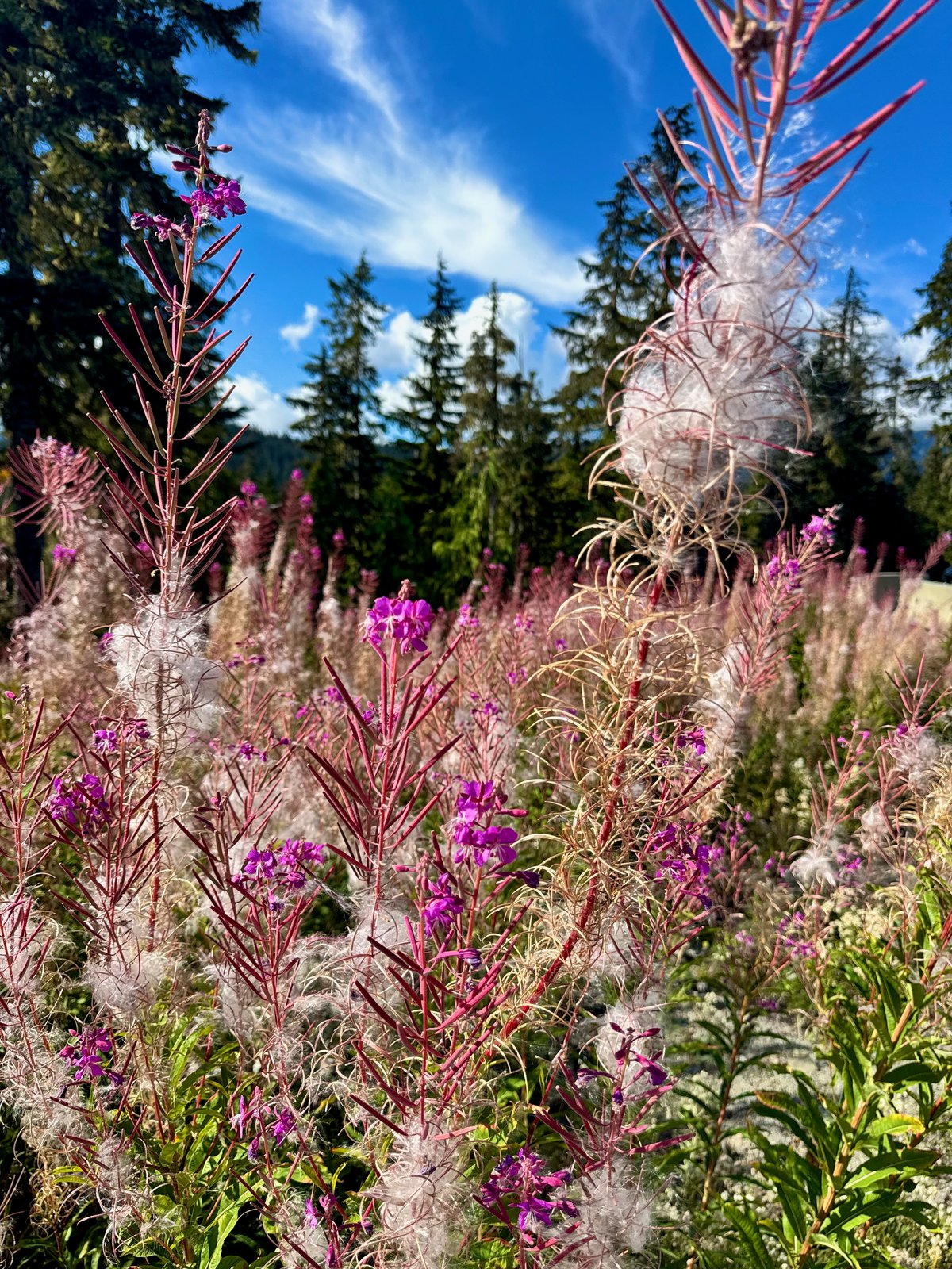 Whistler Olympic Park