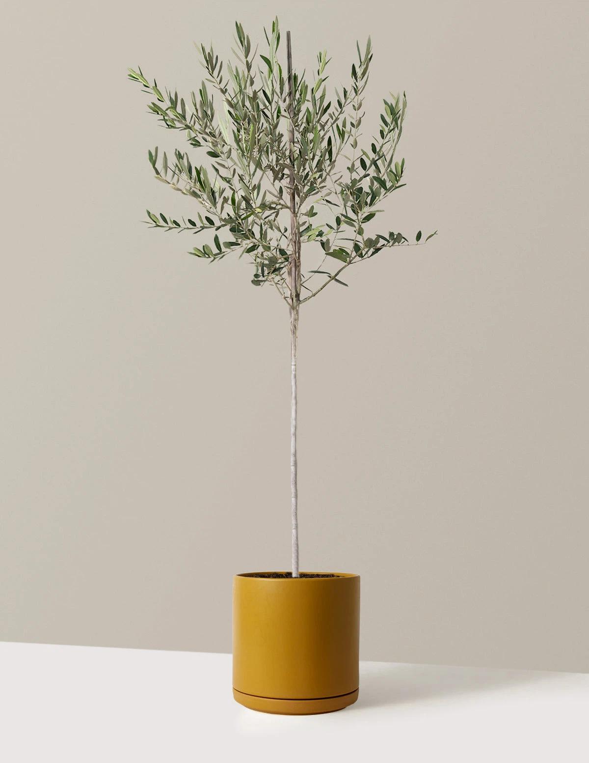 Desk Plant From The Sill