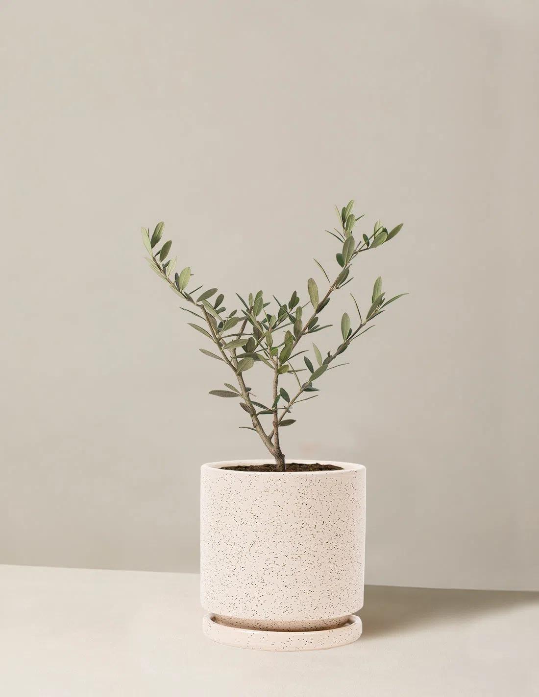 The Sill Olive Tree
