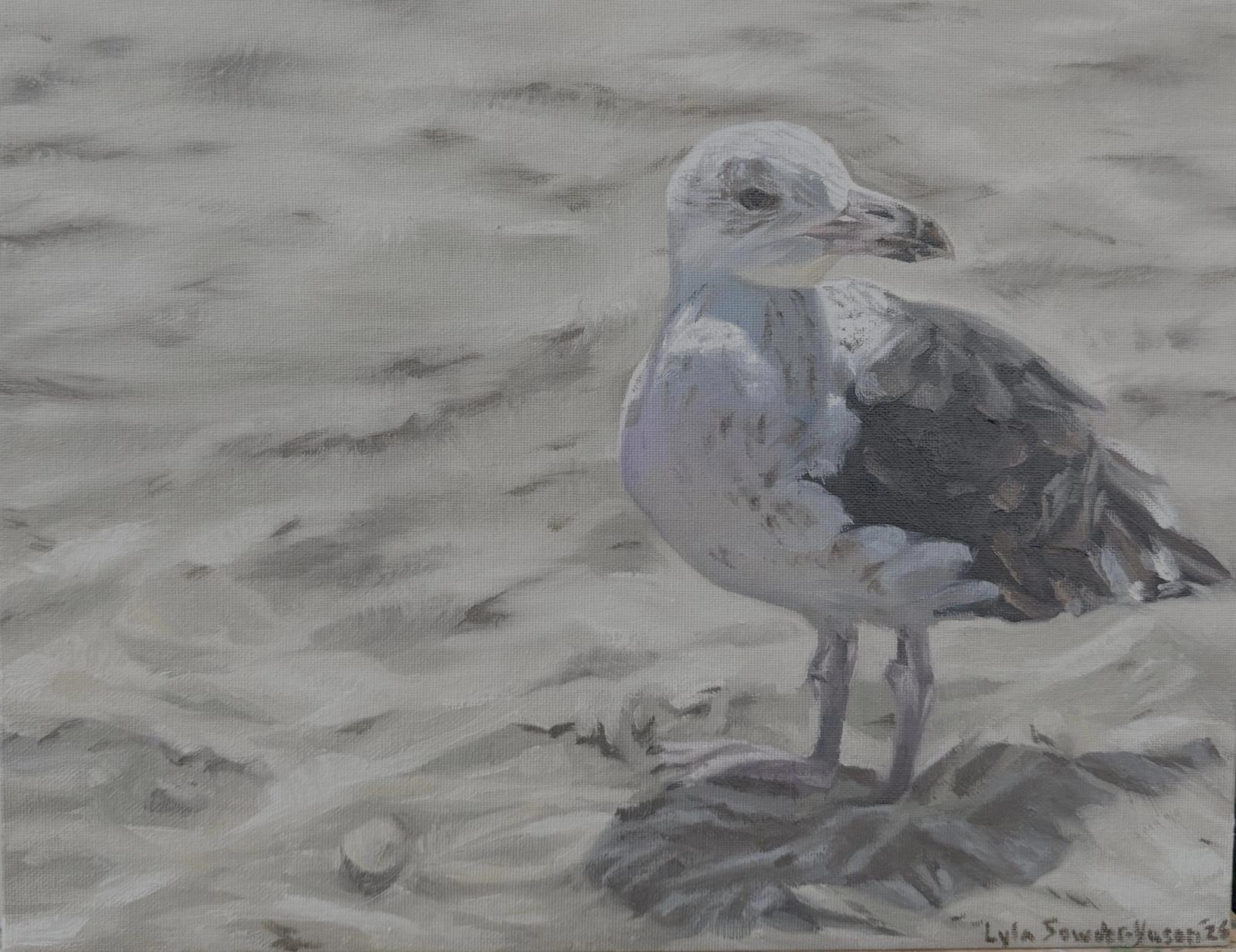 A herring gull standing on pale sand, in oil