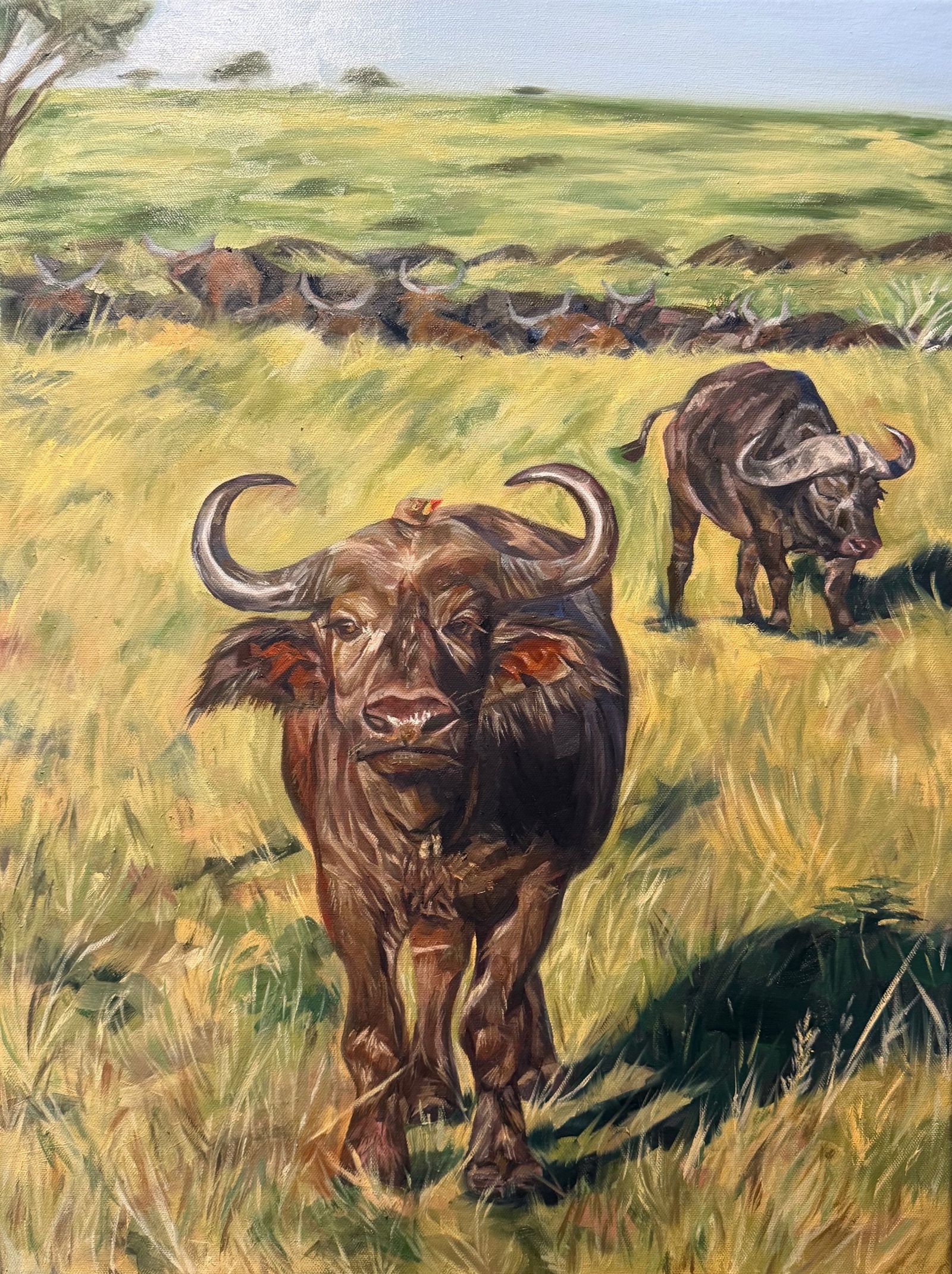 Cape buffalo standing in tall golden grass, herd behind