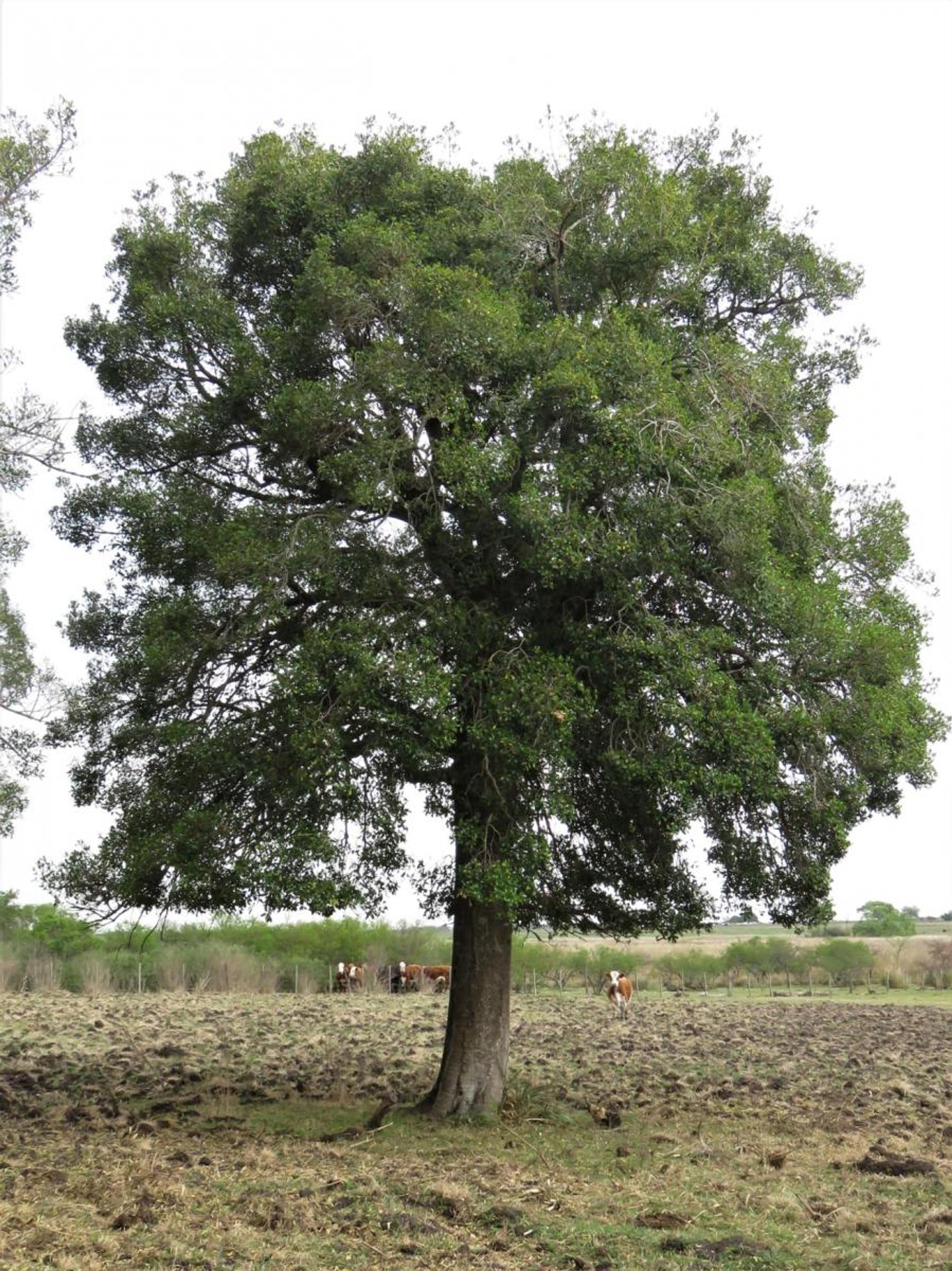 Canelón (Myrsine laetevirens)