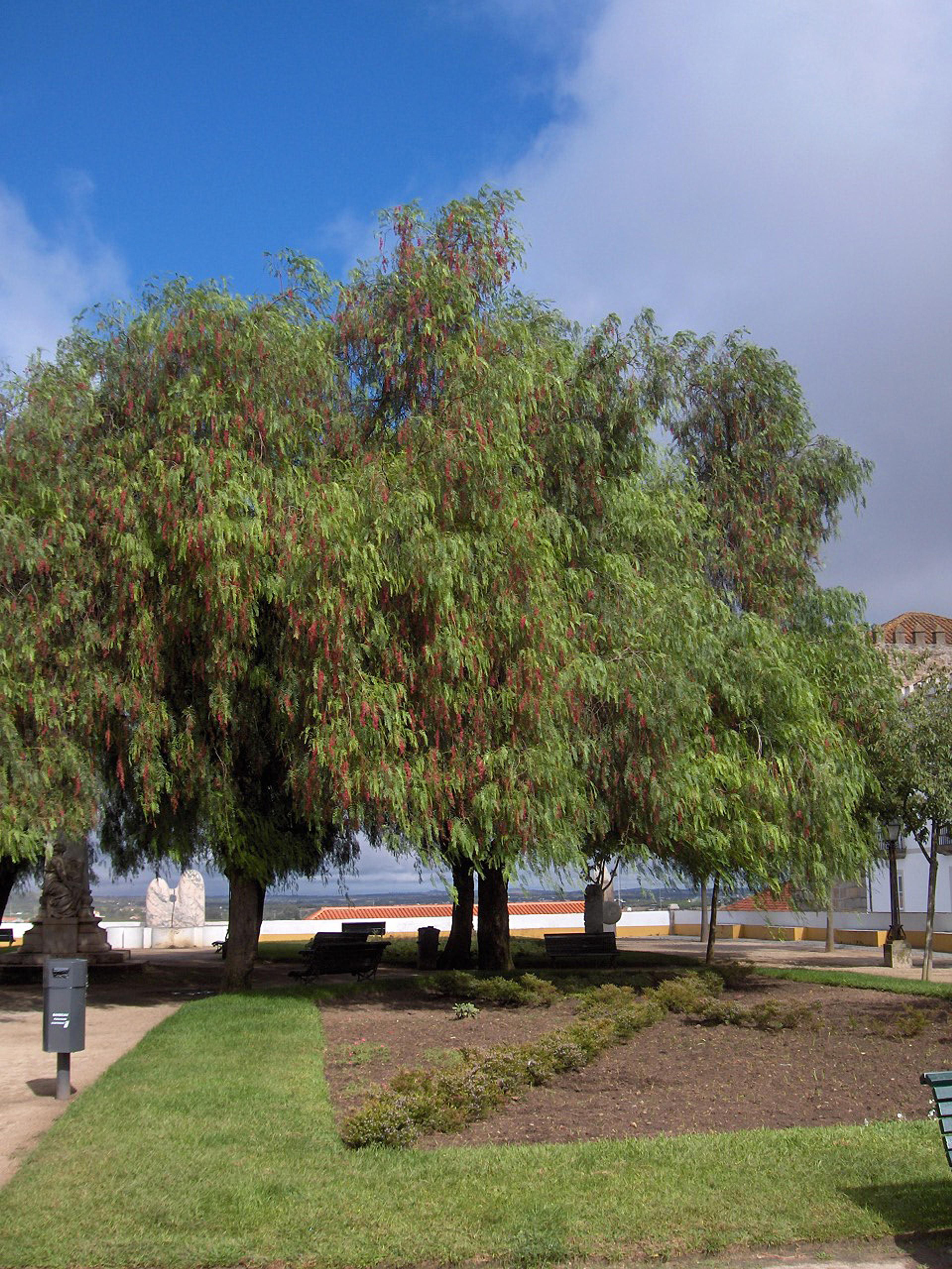 Molle Ceniciento (Schinus lentiscifolius)