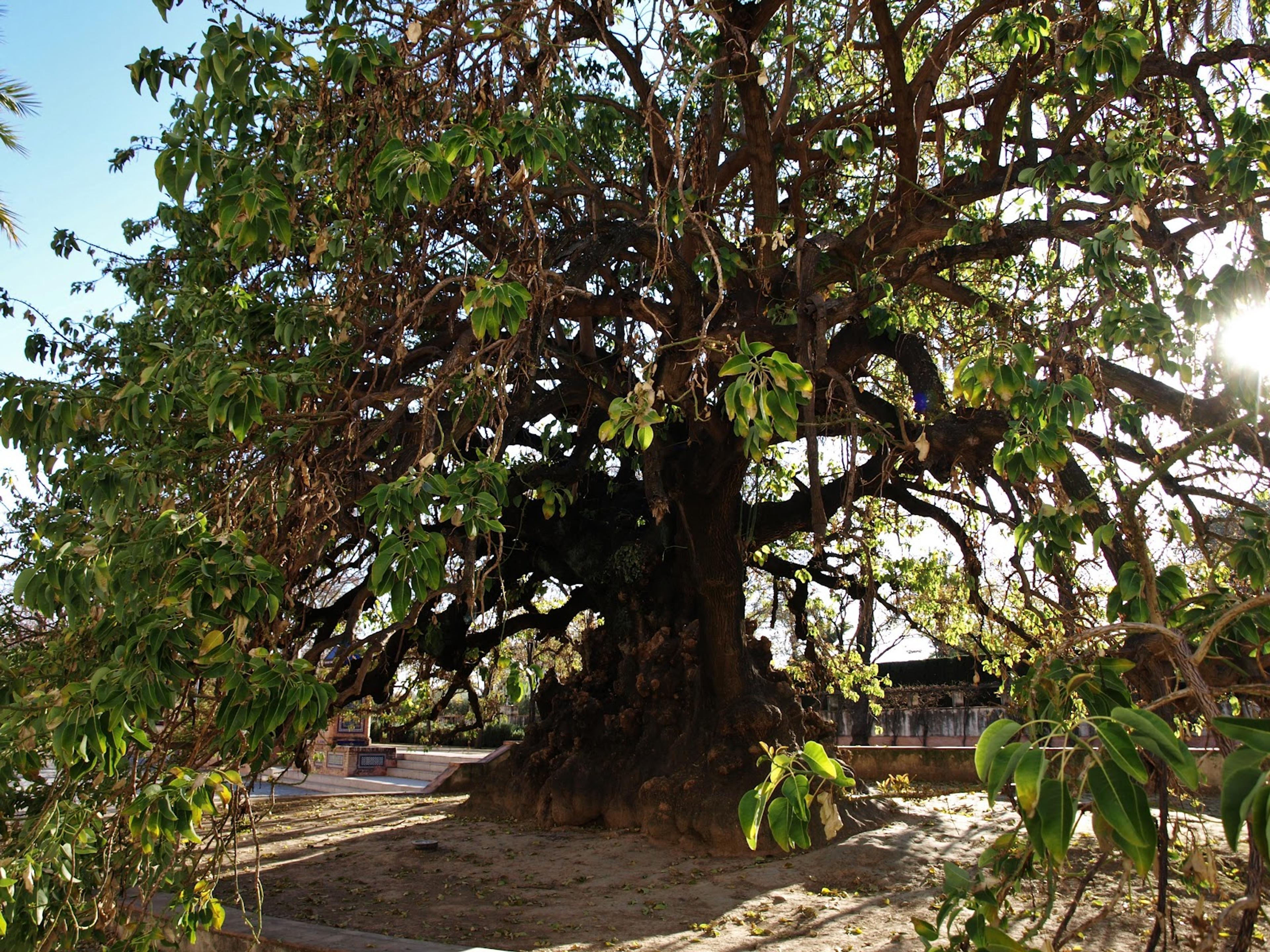 Ombú ( Phytolacca dioica)