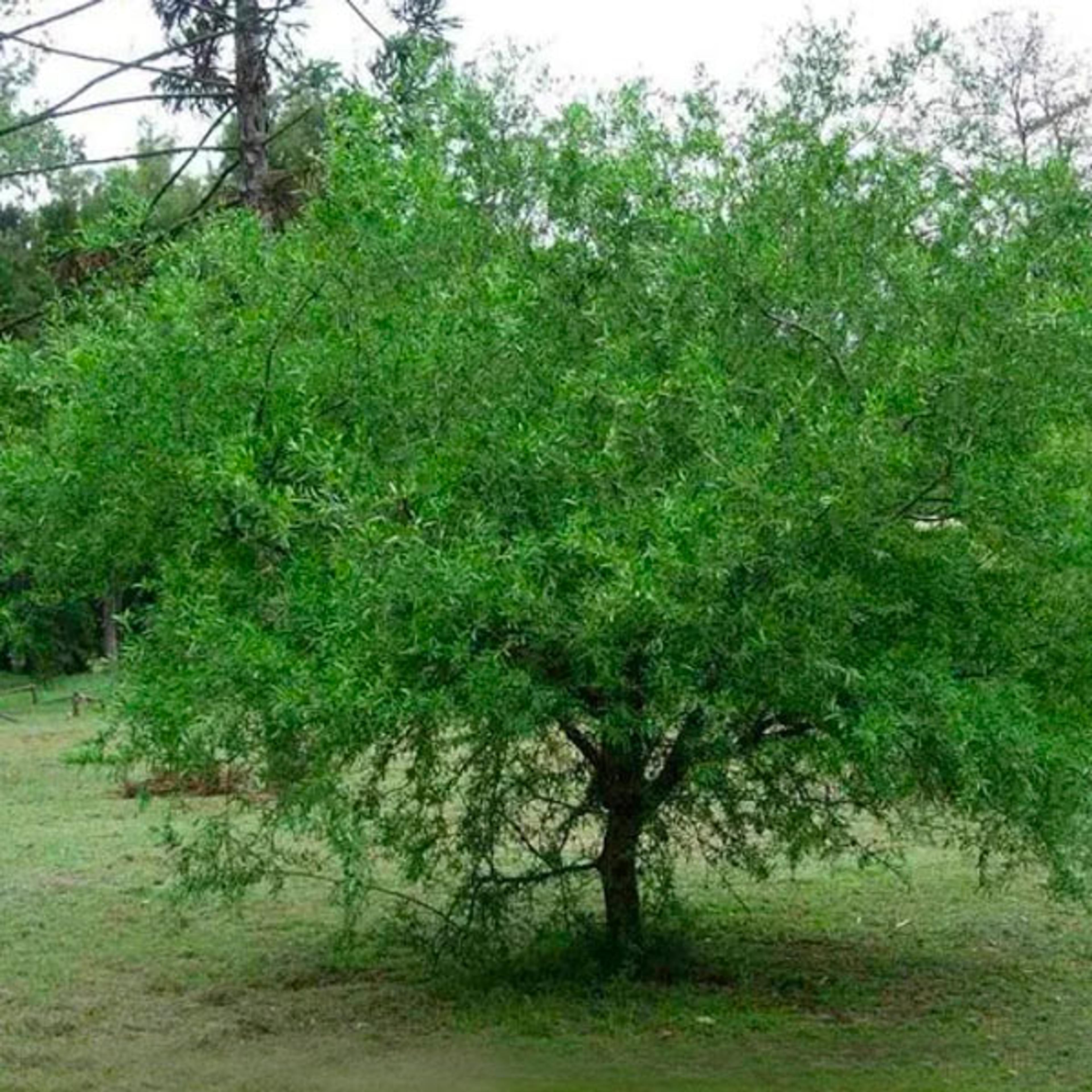 Molle Rastrero (Schinus engleri)