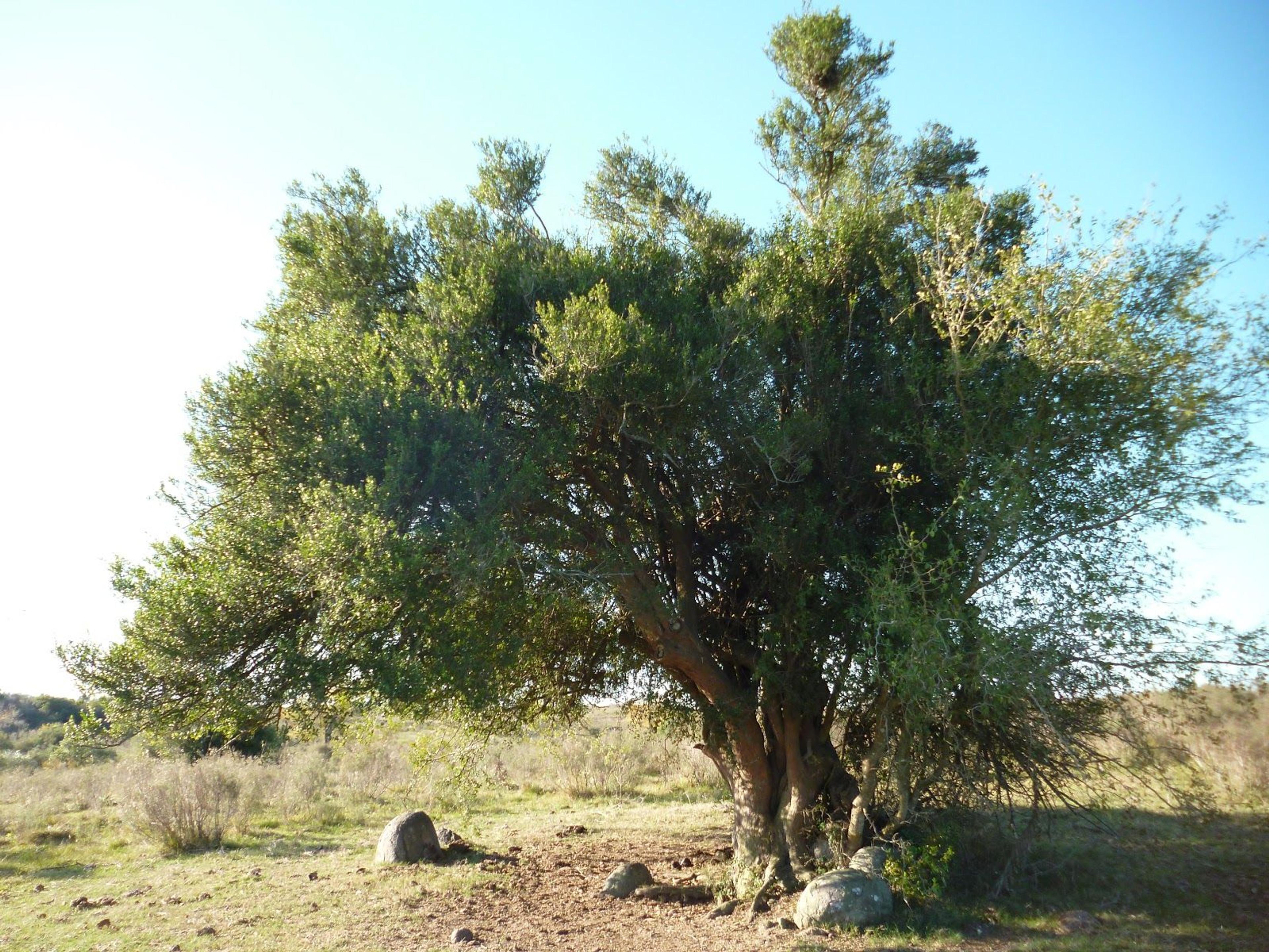 Coronilla (Scutia buxifolia)