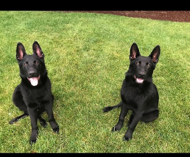 Jack Corradino's Dogs Photo