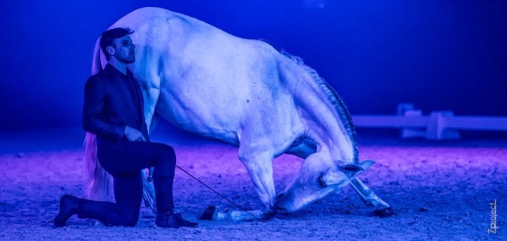 Wit paard maakt een buiging naast de trainer