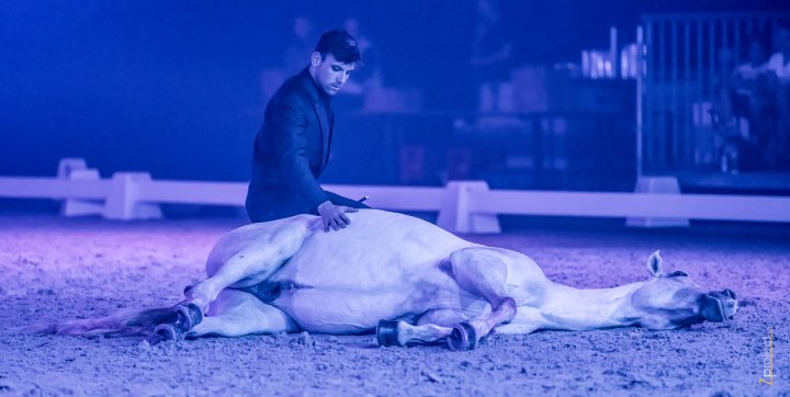 Wit paard ligt rustig in het zand naast de trainer