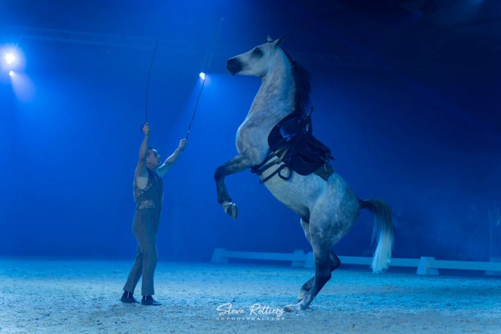 Steigerend wit paard in het blauwe licht