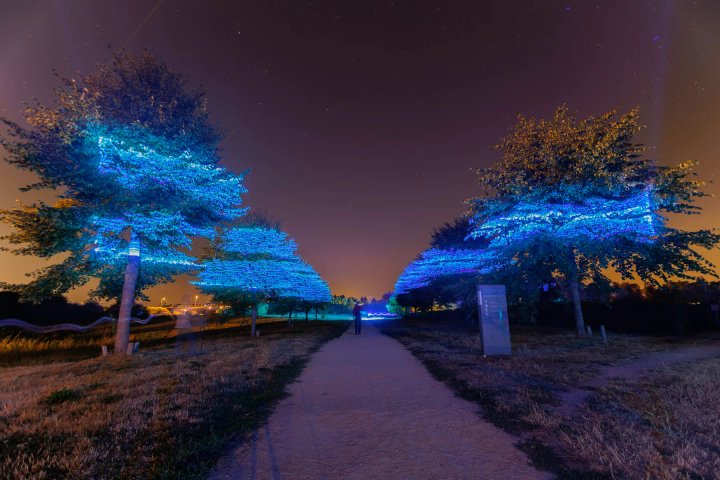 Projectie op de bomen langs het pad