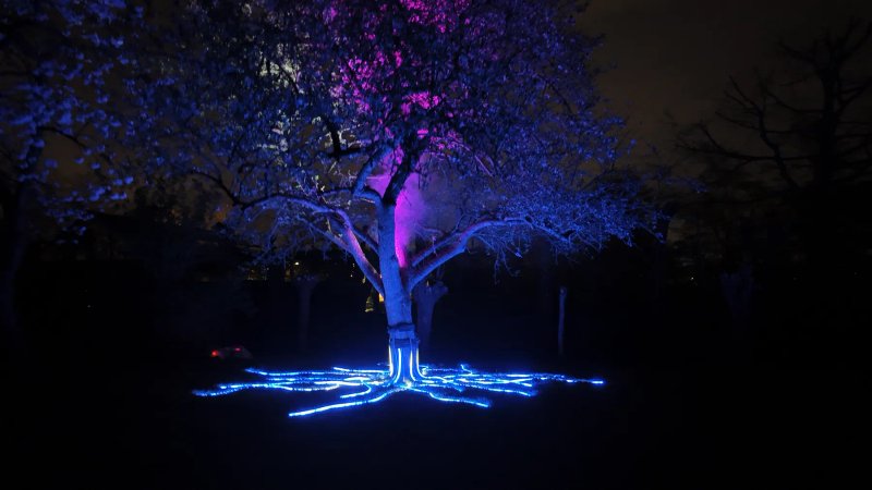 Tree of Life sfeerbeeld 4